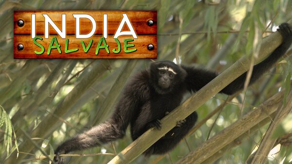 India salvaje