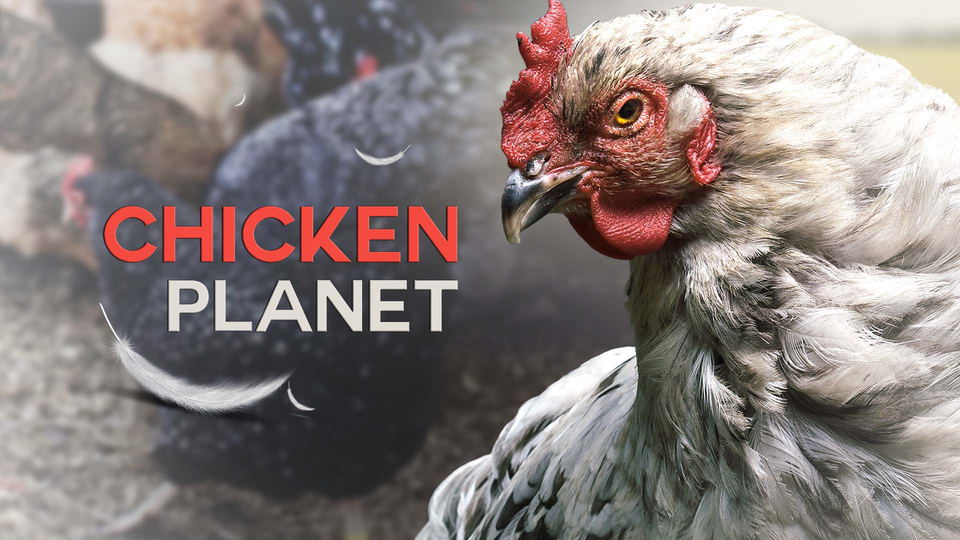 Chicken Planet