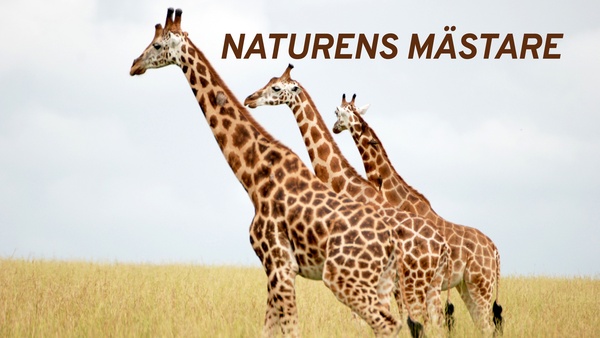 Naturens mästare