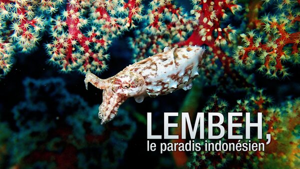 Lembeh, le paradis indonésien