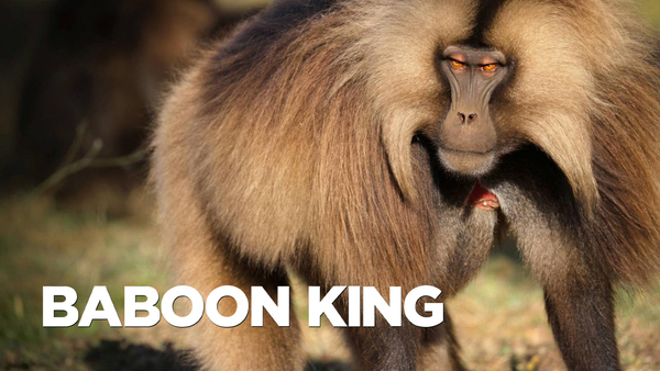 Baboon King