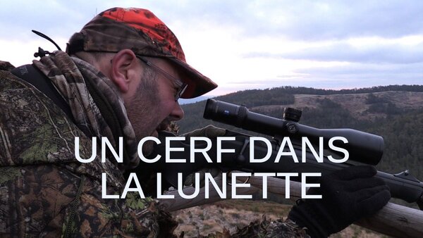 Un cerf dans la lunette