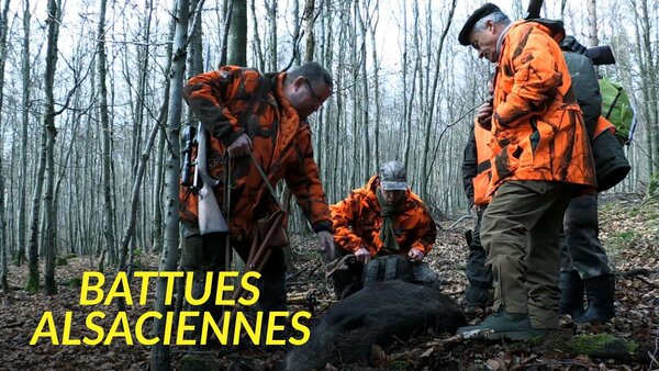 Battues alsaciennes