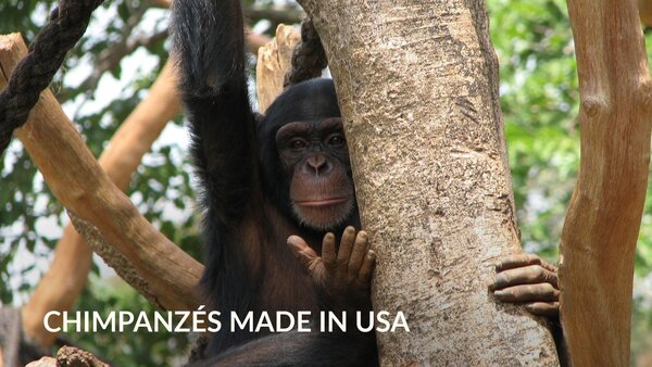Chimpanzés made in USA