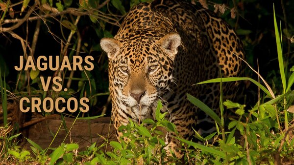 Jaguars vs. crocos