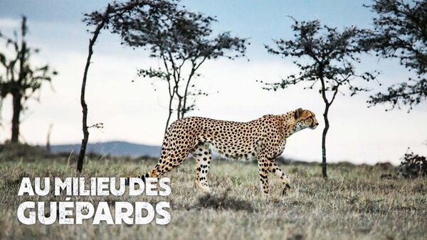 Au milieu des guépards