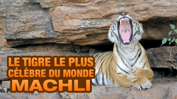 Le tigre le plus célèbre du monde : Machli
