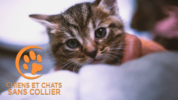 Chiens et chats sans collier