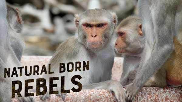Natuur op 2: Natural Born Rebels
