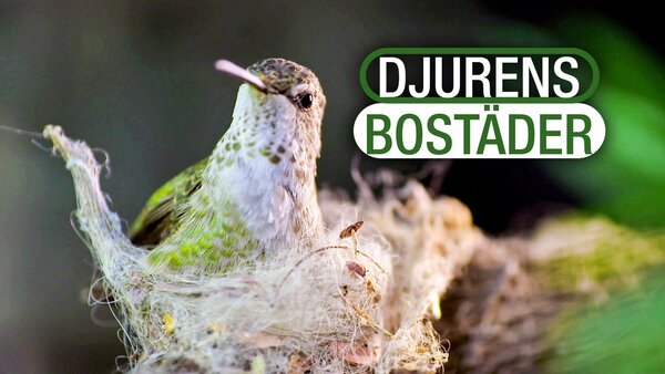 Djurens bostäder