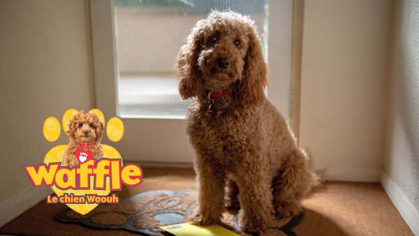 Waffle, le chien Wahou !