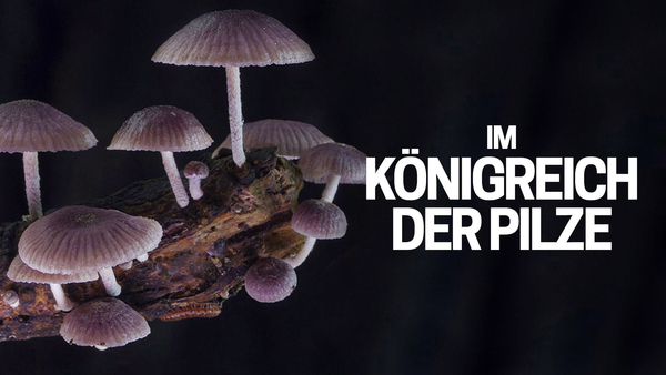 Im Königreich der Pilze