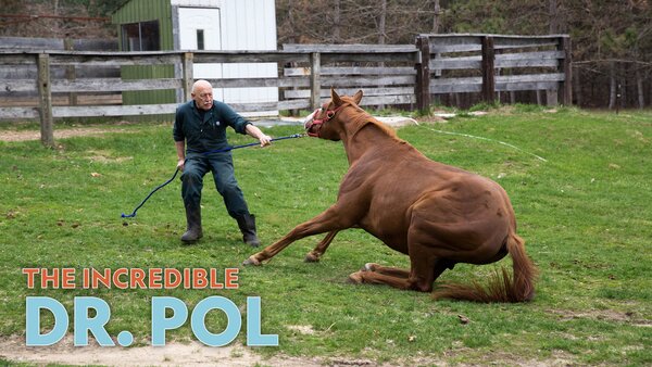 The Incredible Dr. Pol Compilations