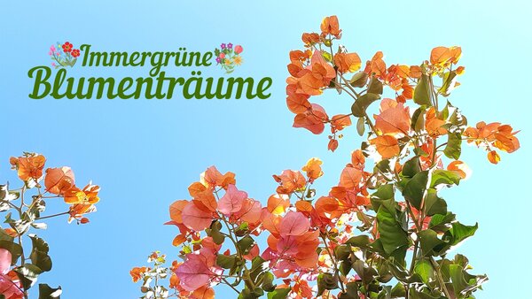 Immergrüne Blumenträume