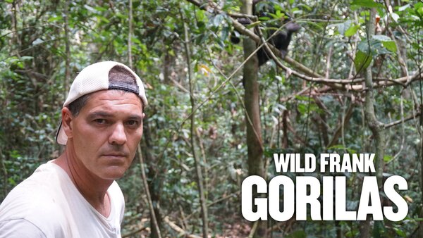 Wild Frank: Gorilas