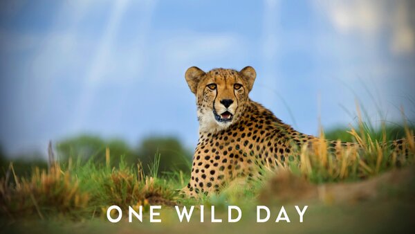 One Wild Day