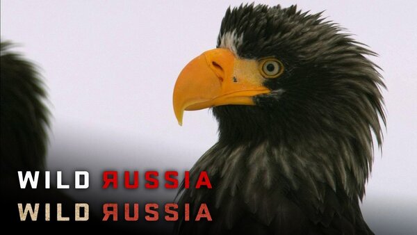 Wild Russia