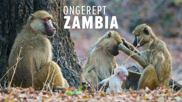 Ongerept Zambia