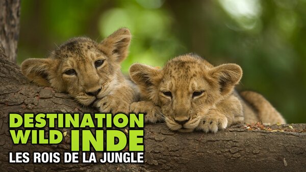 Destination Wild : Inde, les rois de la jungle