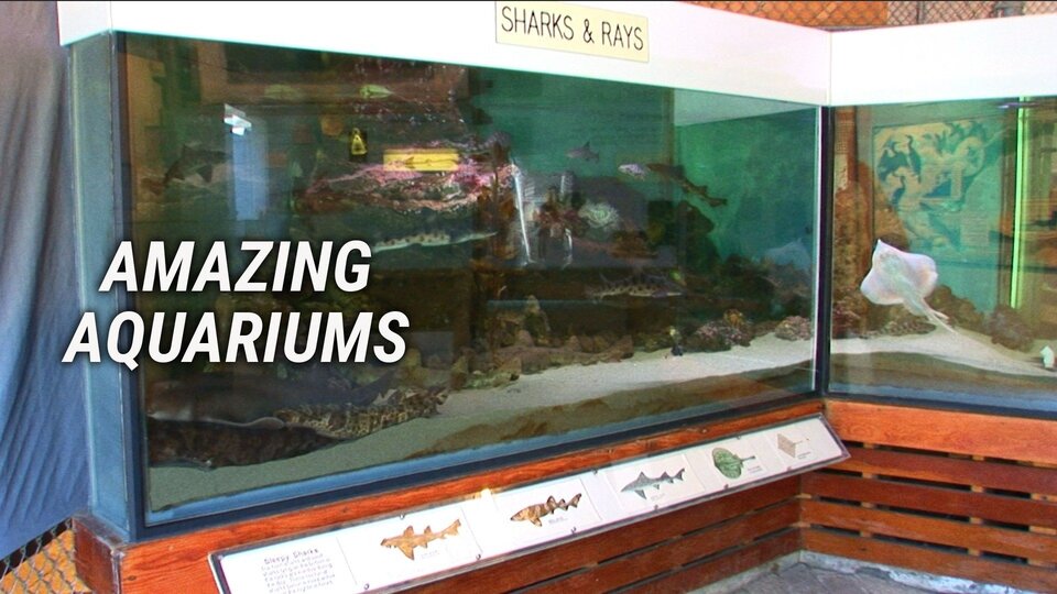 Amazing Aquariums