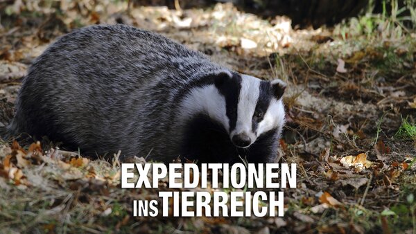 Expeditionen ins Tierreich