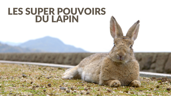 Les super pouvoirs du lapin