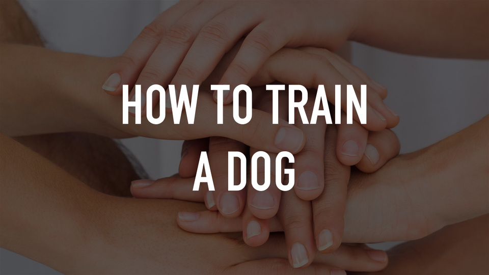 How to Train a Dog