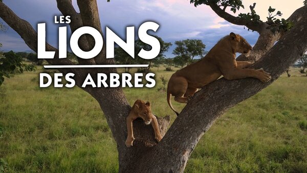 Les lions des arbres