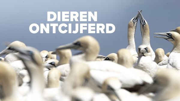 Dieren ontcijferd