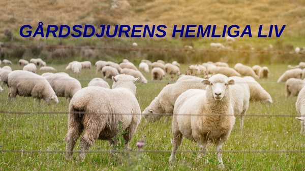 Gårdsdjurens hemliga liv
