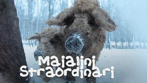 Maialini straordinari