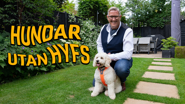 Hundar utan hyfs