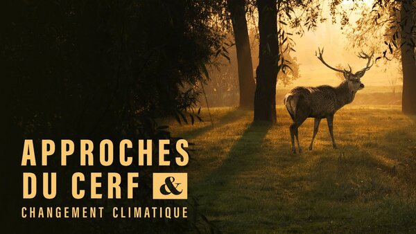 Approches du cerf et changement climatique