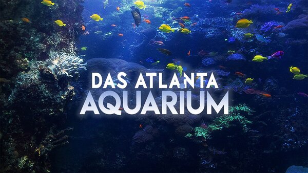 Das Atlanta-Aquarium