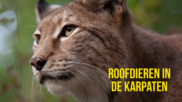 Roofdieren in de Karpaten