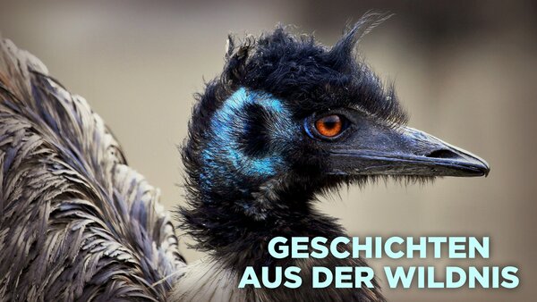 Geschichten aus der Wildnis