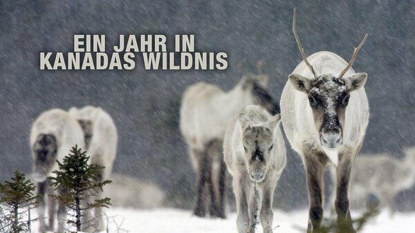Ein Jahr in Kanadas Wildnis