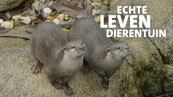 Het echte leven in de dierentuin