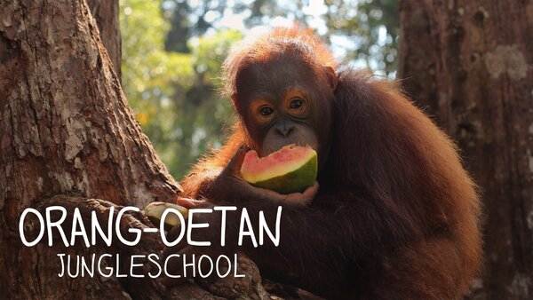 Orang-Oetan Jungleschool