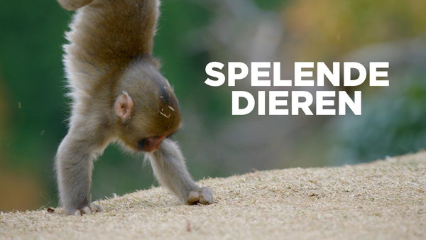 Spelende dieren