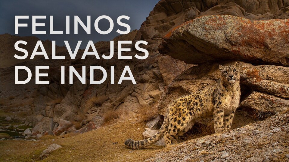 Felinos salvajes de India