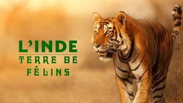 L'Inde : terre de félins