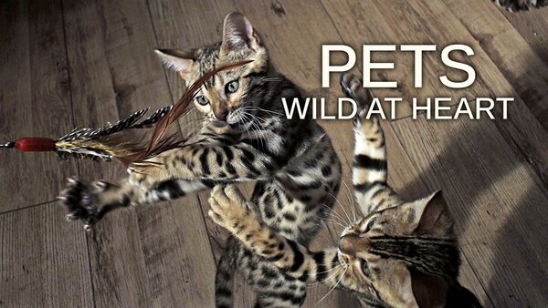 Pets: Wild at Heart