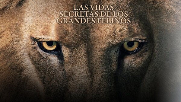 Las vidas secretas de los grandes felinos