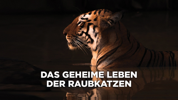 Das geheime Leben der Raubkatzen