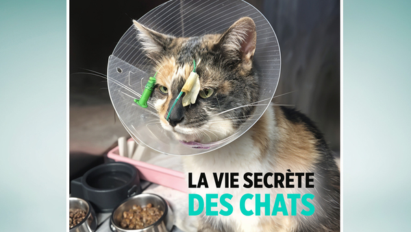 La vie secrète des chats