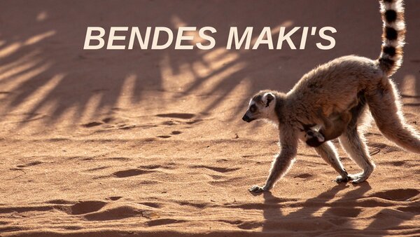 Bendes maki's