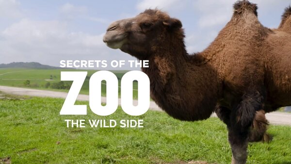 Secrets of the Zoo: The Wild Side