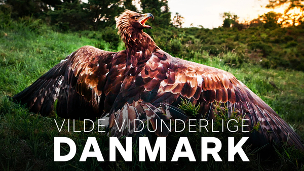 Vilde vidunderlige Danmark