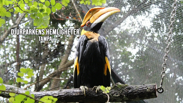 Djurparkens hemligheter: Tampa